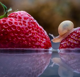 Snail Walks On Strawberries