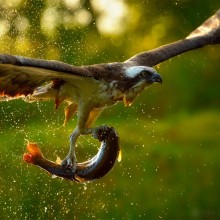 An Eagle Catching Its Lunch