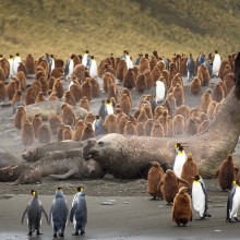 Huge Male Elephant Seal Surrounded With Penguins