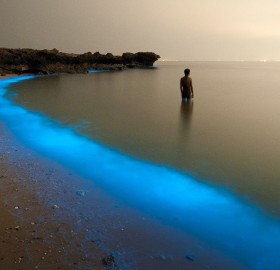 Plankton Lights At Beach Of Larak, Iran