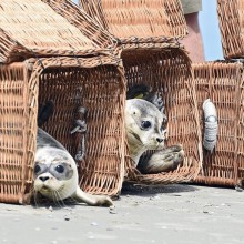Releasing Baby Seals Into The Wild
