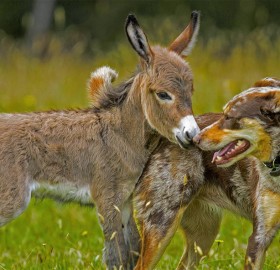 Baby Donkey And A Dog Friendship