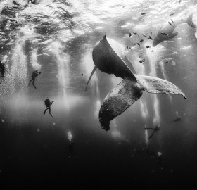 Swimming With Humpback Whales, Mexico