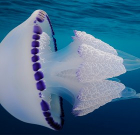 White Barrel Jellyfish