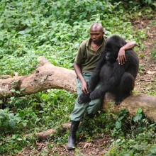 This Gorilla Had Just Lost Its Mother, Congo