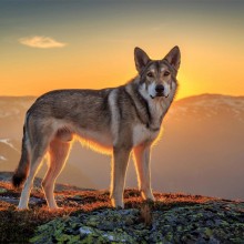 Wolfdog In The Mountains, Norway