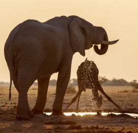 Elephant And Giraffe Sharing A Pond