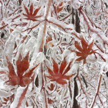 Maple Tree After An Ice Storm, Canada