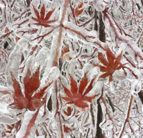 Maple Tree After An Ice Storm, Canada