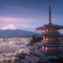 Sunrise Over Fully-Blooming Sakura Garden Under Bellow Mt. Fuji