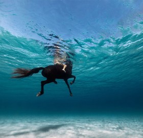 Swimming With The Horse