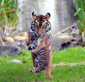 Tiger Takes Her Cub To The Safe Area