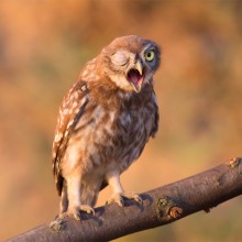 Winking Owl