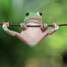 Tiny Tree Frog, Indonesia