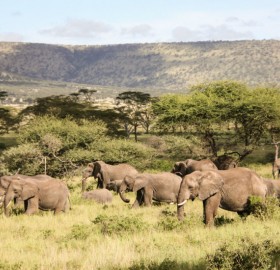 Elephants of Serengeti Tanzania