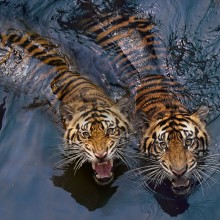 Tiger Swimming Couple