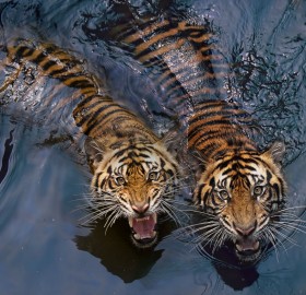Tiger Swimming Couple