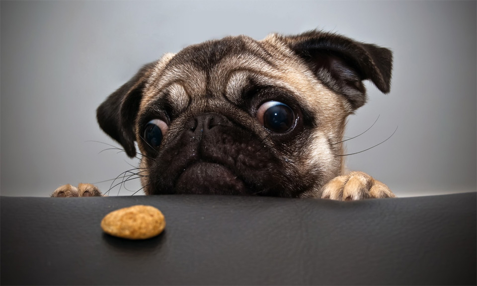 pug wants cookie