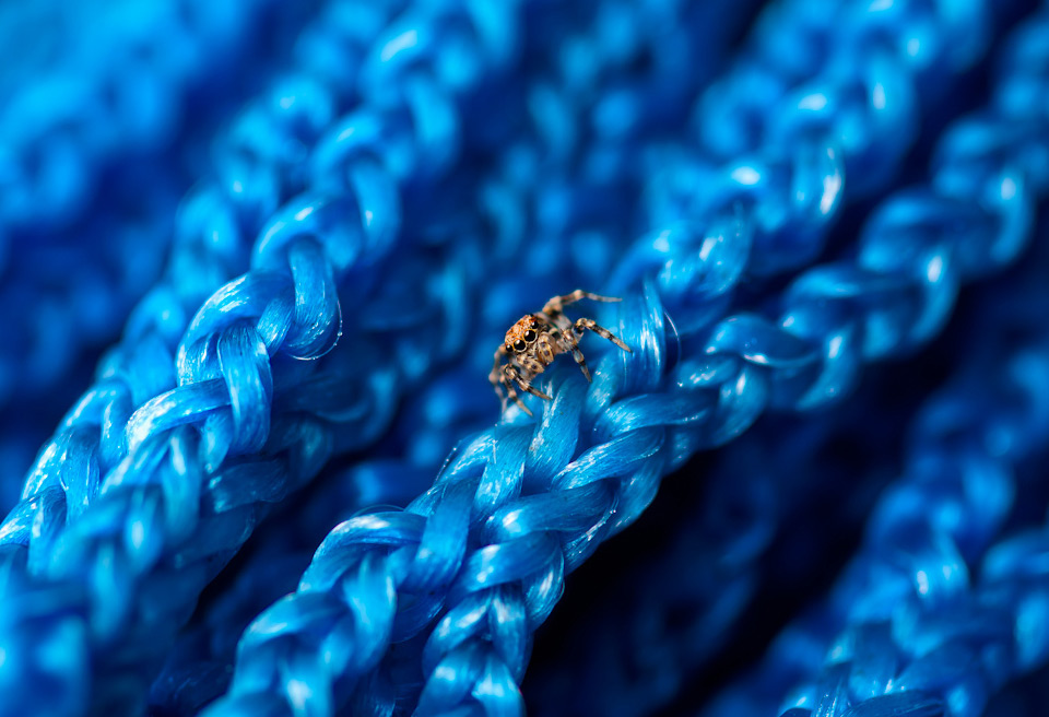 small spider on blue net