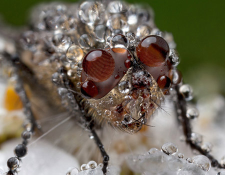 fly covered with water droplet