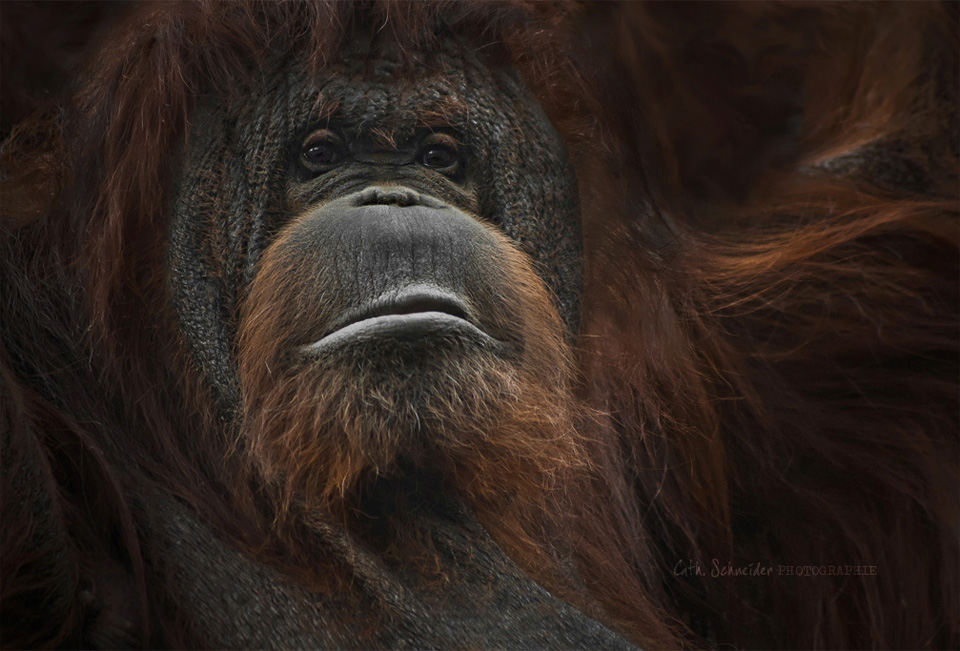 wise orangutan