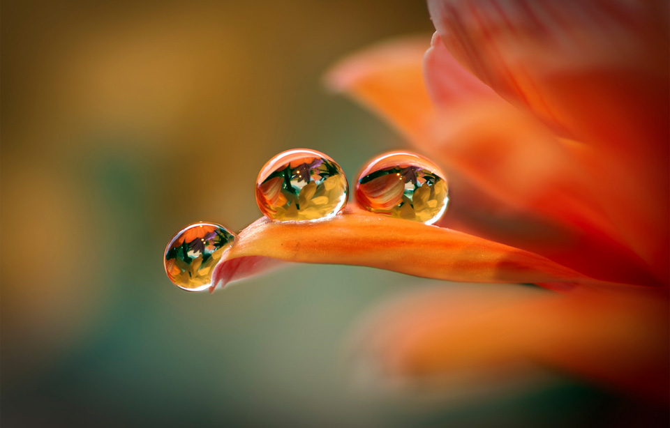 three flower droplets