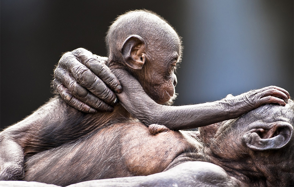 The Amazing World Of Monkeys In Photography