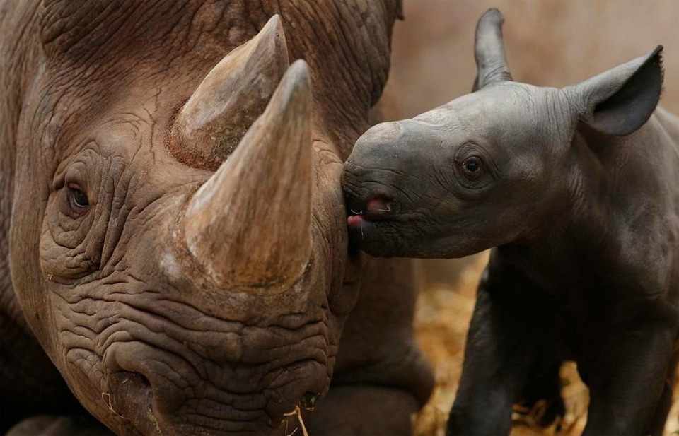 baby rhino giving his mama a kiss