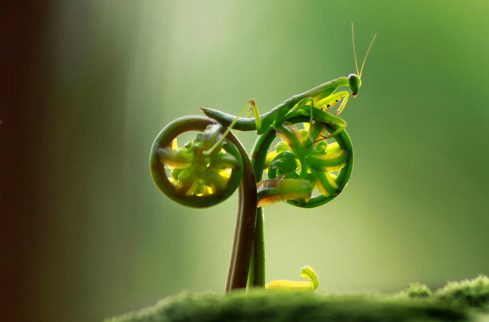 mantis-on-natural-bike.jpg
