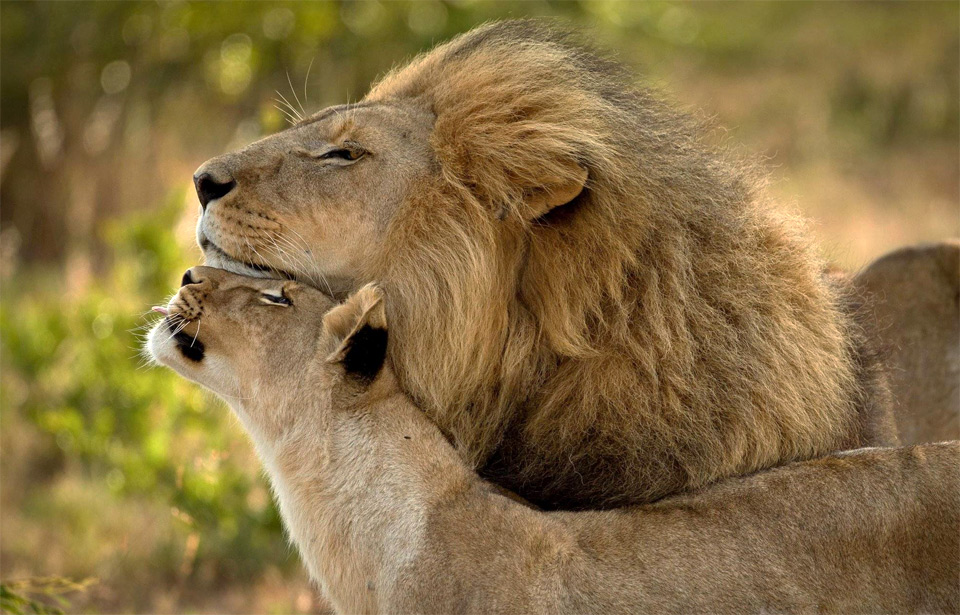 lions in love photo