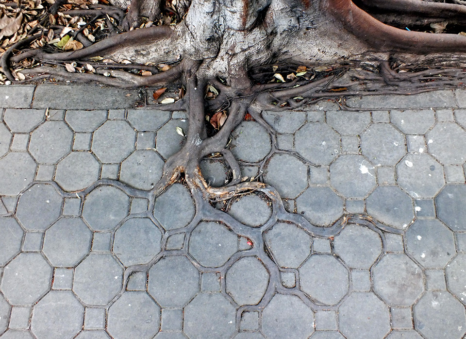 adaptive roots in concrete jungle