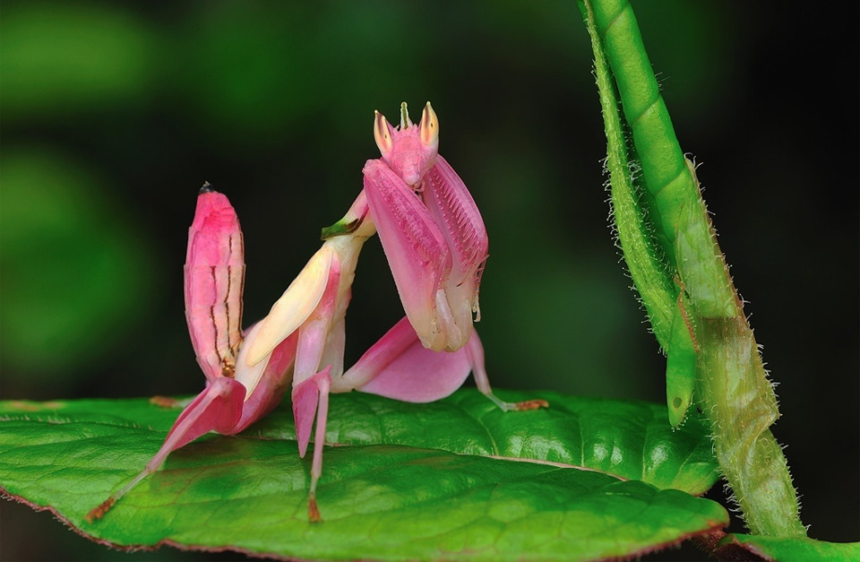 beautiful pink orchid mantis