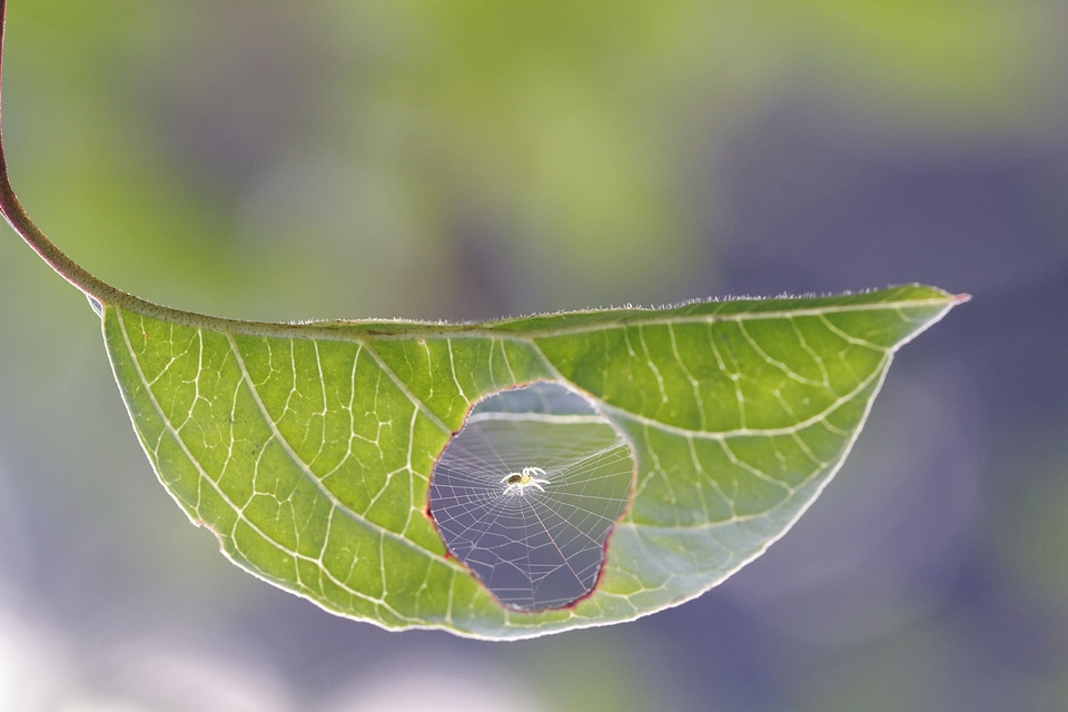 spider net inside leaf