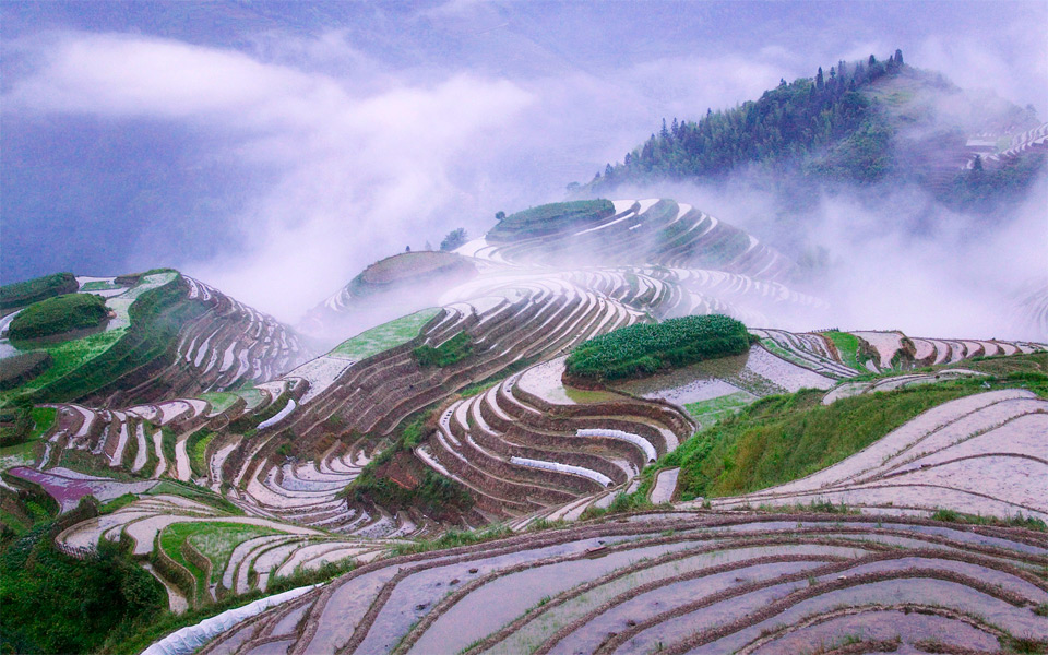 rice terraces in early morning mist, china
