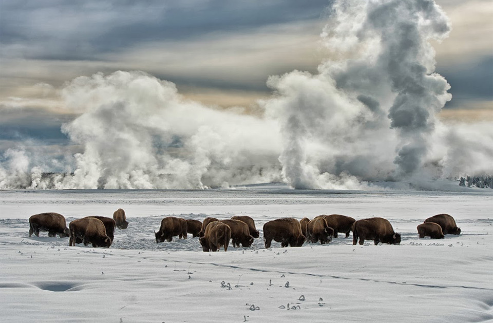 american bison wintering at yellowstone national park