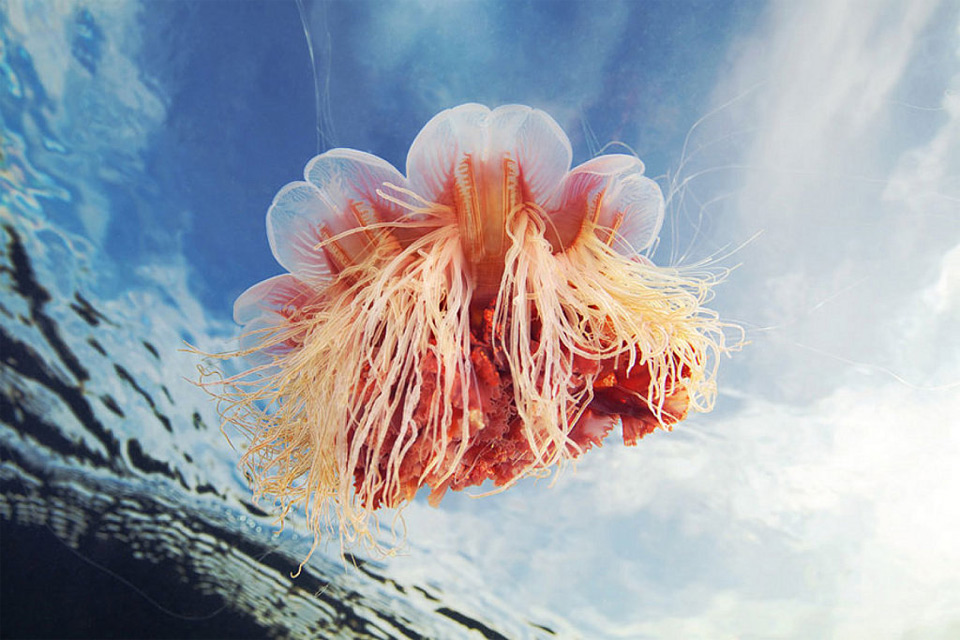 beautiful jellyfish