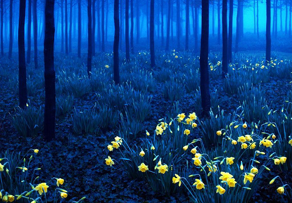  10 fairy tale forests to fall in love..
