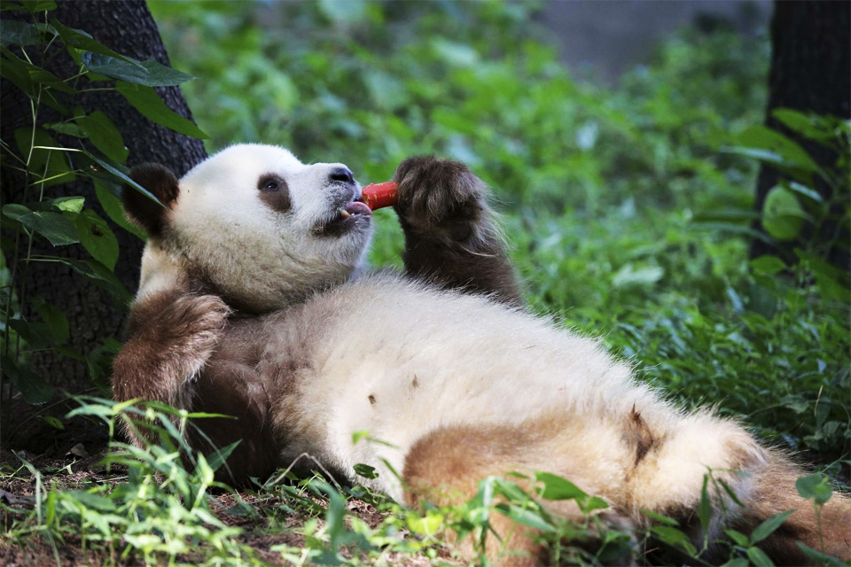 giant panda having a lunch break