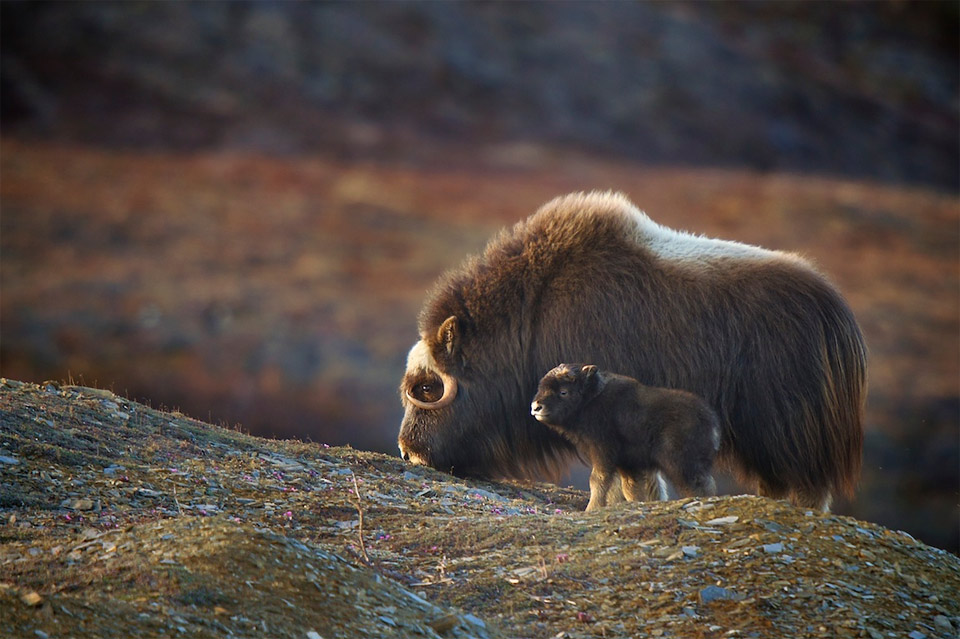 musk ox mom and baby