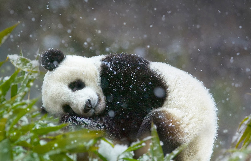 sleepy panda cub