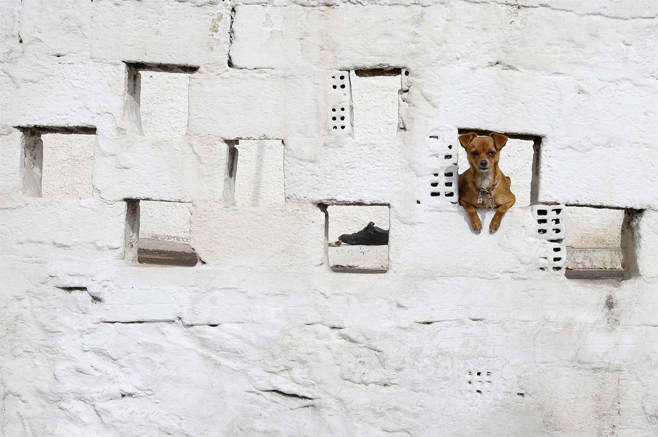 a dog in a wall