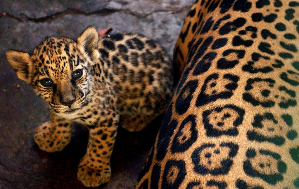 leopard baby and mother