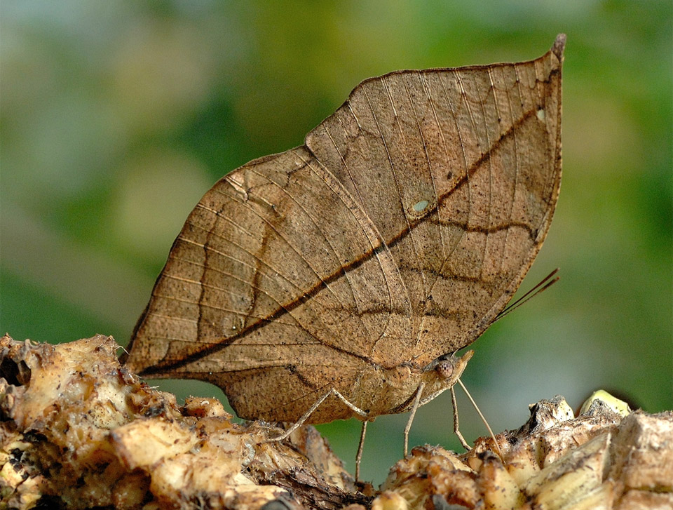 leaf butterfly camouflage