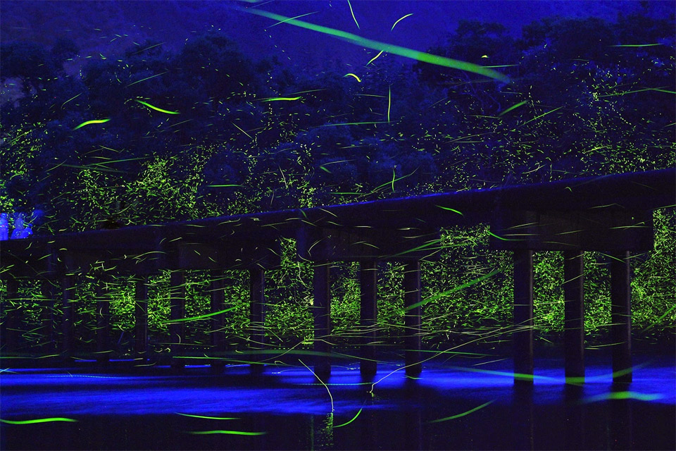 fireflies over river, japan