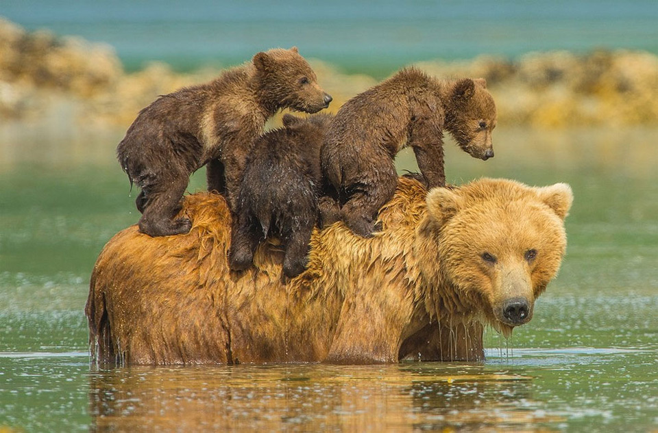 bear cubs on their mother back photo | One Big Photo