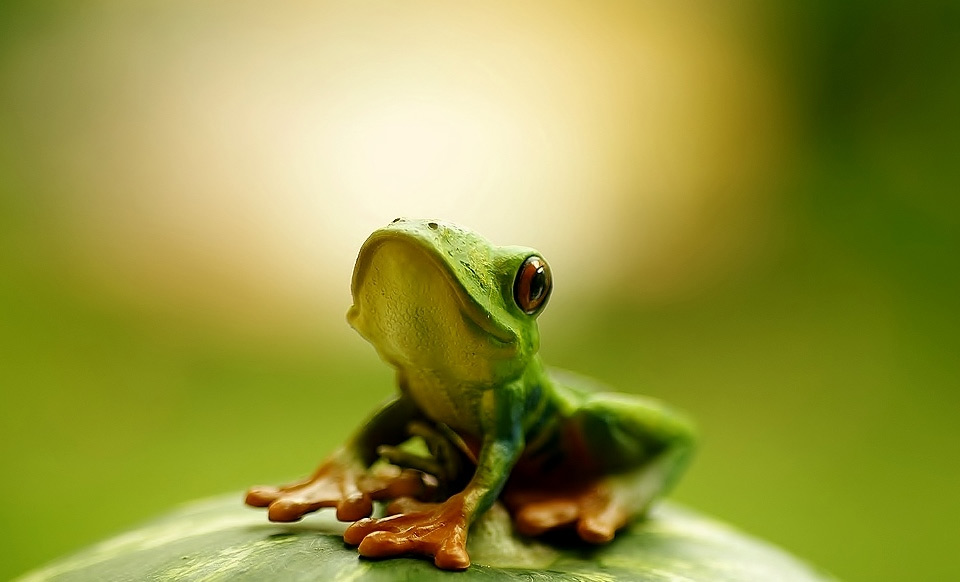 hello, i am cute frog photo | One Big Photo