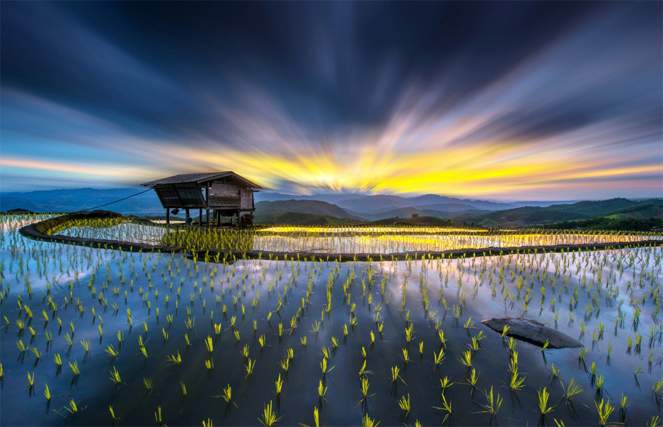 rice fields, thailand