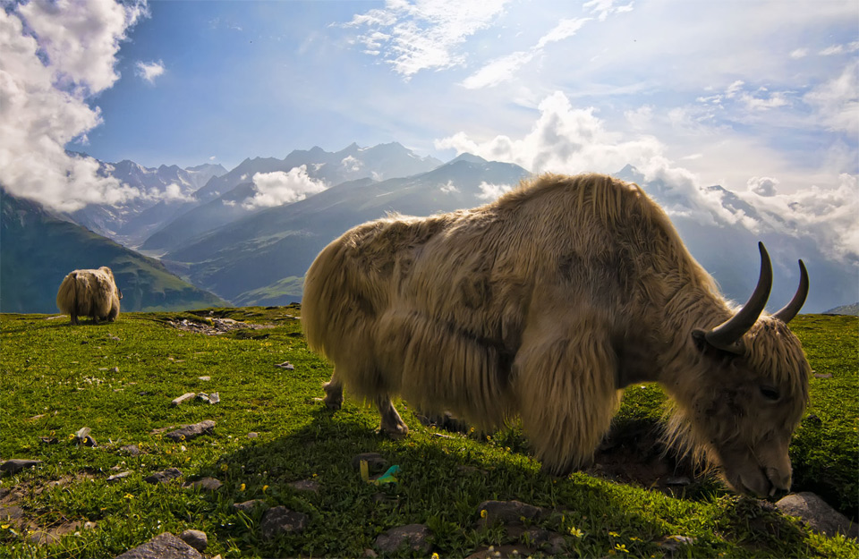 yaks in the himalayas