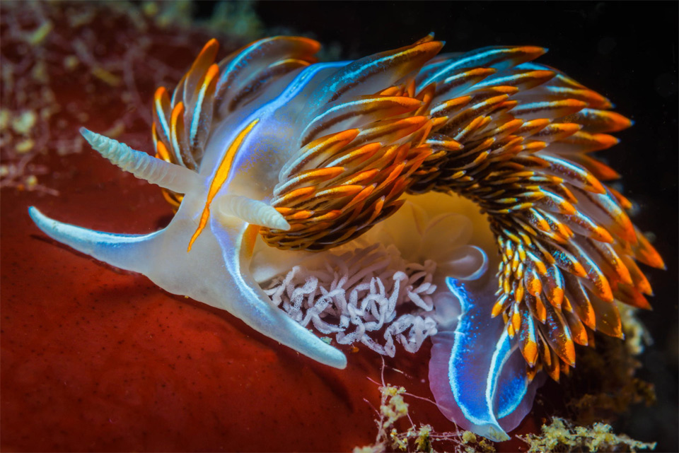 The Nudibranch, A Naked Gill Sea Slug