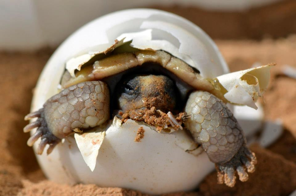 Baby Desert Tortoise Hatching From Its Egg